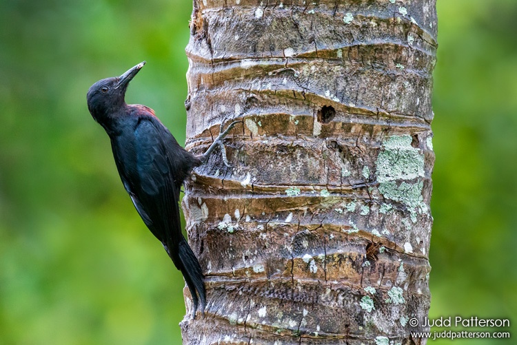 Guadeloupe Woodpecker, Grande-Terre, Guadeloupe